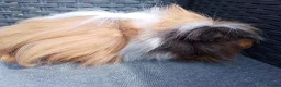 Guinea Pig rodents for sale: Single Peruvian boar and bonded mixed bead pair - Advert 3
