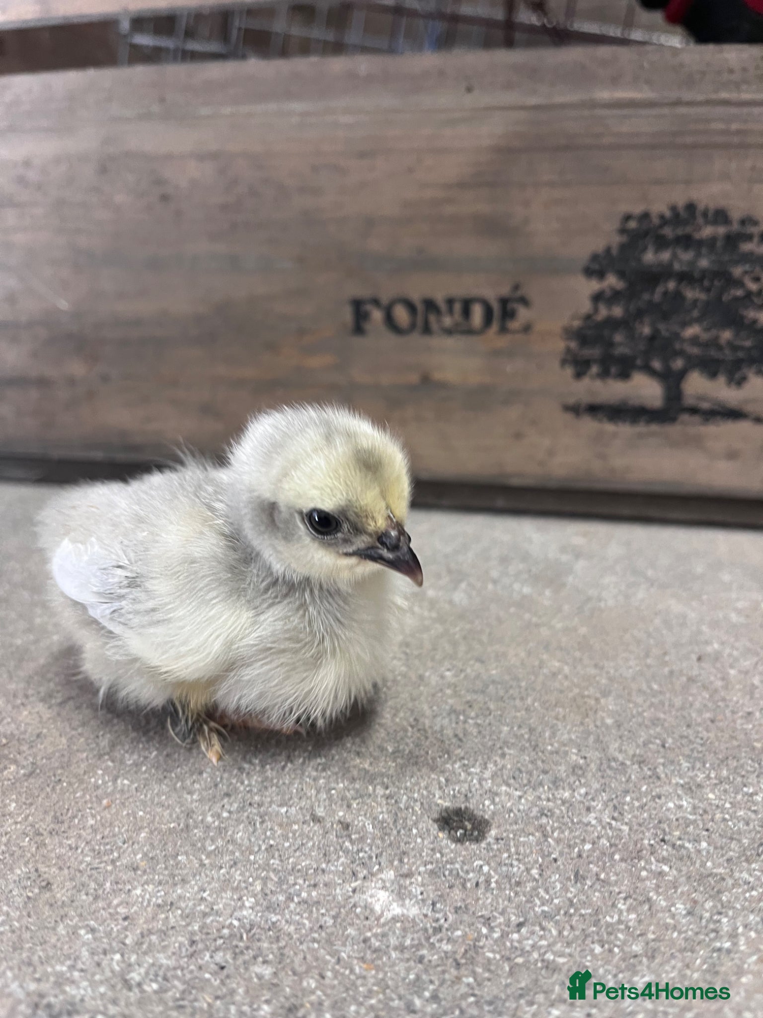 Chickens poultry for sale: Bantams and other breeds of bantam  - Advert 4