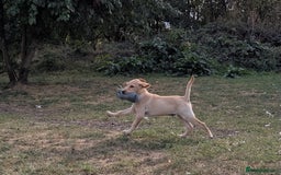 Labrador Retriever dogs for sale: Smart mixed colour labrador litter, HEALTH TESTED - Image 7