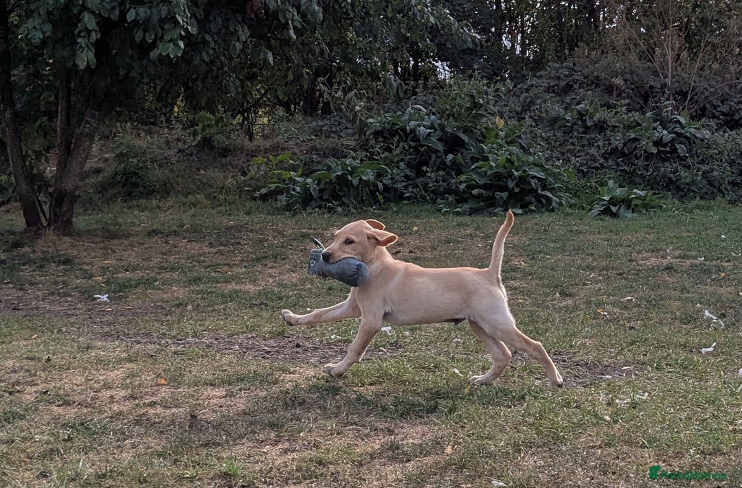 Labrador Retriever dogs for sale: Smart mixed colour labrador litter, HEALTH TESTED - Image 7