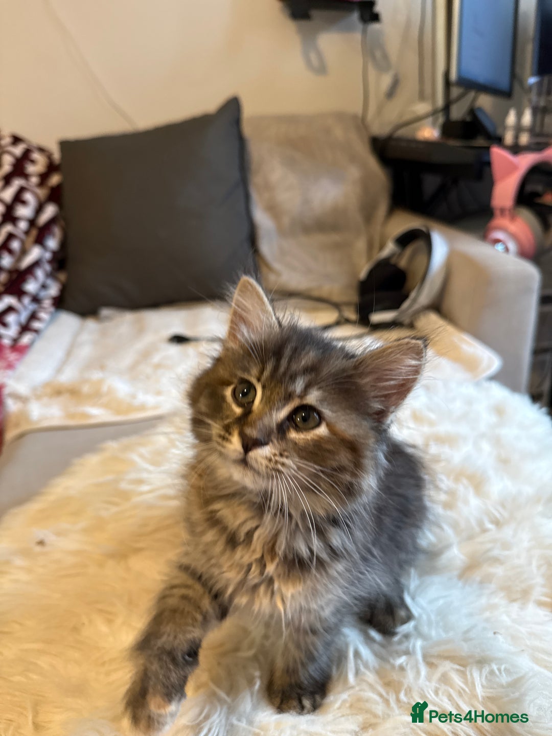 Mixed Breed cats for sale: Siberian mix kitten-Beautiful Ginger girls - Advert 6