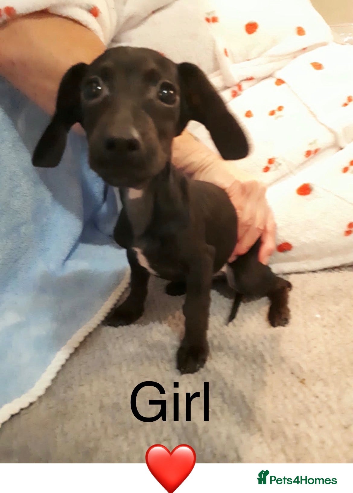 Mixed Breed dogs Beautiful miniature Doxiepoo puppies - Advert 2