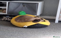 Pug dogs for sale: Sweet girl in need of a loving home - Image 8