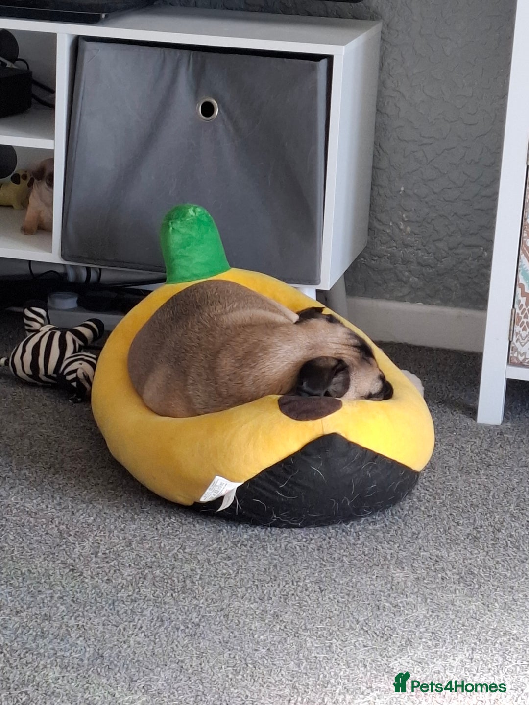 Pug dogs for sale: Sweet girl in need of a loving home - Image 8