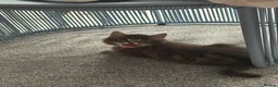 Domestic Shorthair cats for sale: One male kitten  - Advert 4