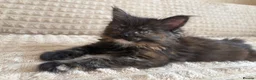 Maine Coon cats for sale: Fluffy Maine Coon Kittens - Advert 38