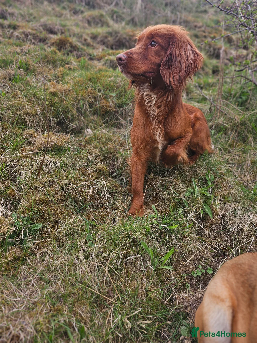 Cocker Spaniel dogs for stud: Kc reg Health tested working cocker spaniel stud in Durham - Advert 4