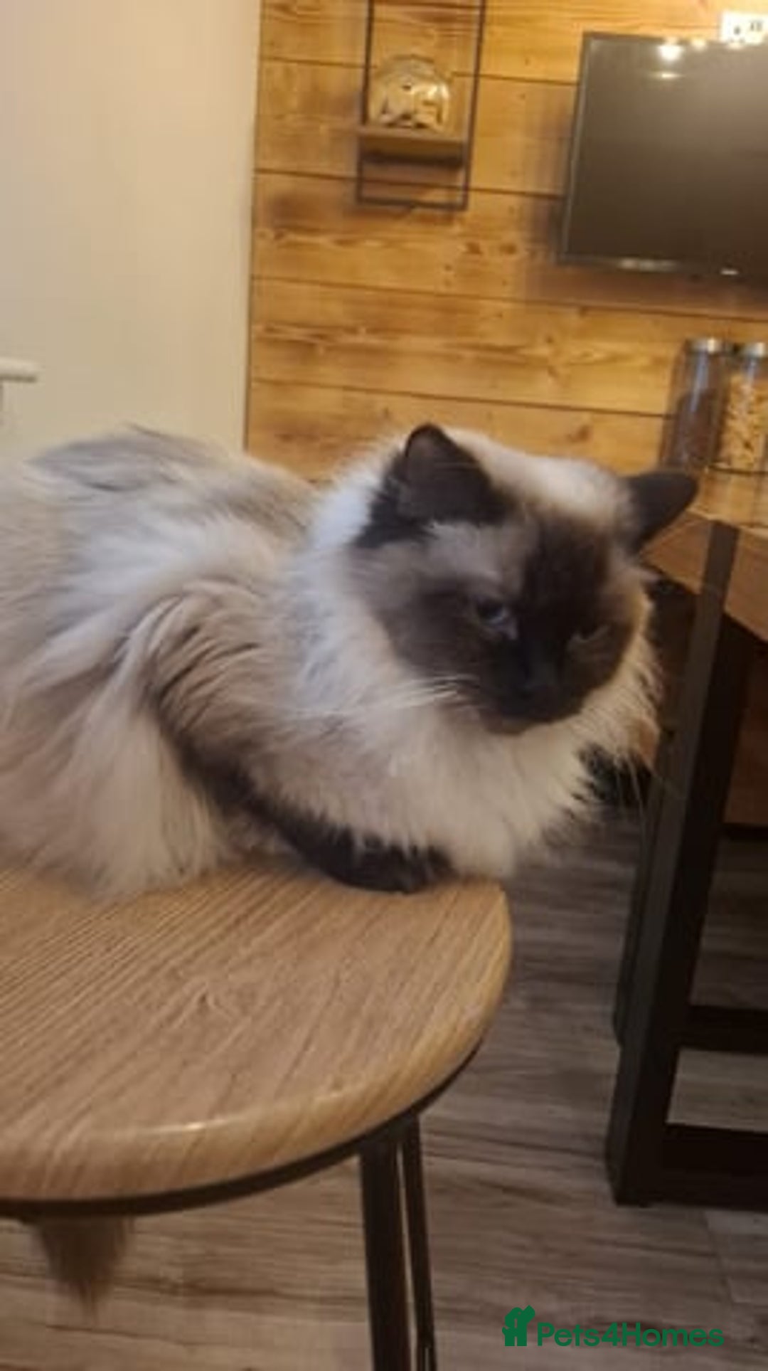 Ragdoll cats for sale: Male ragdoll kitten (4 months old) - Image 9