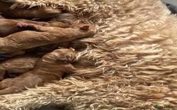 Irish Doodle dogs for sale: Irish Doodle cross miniature poodle f1b pups  - Image 2