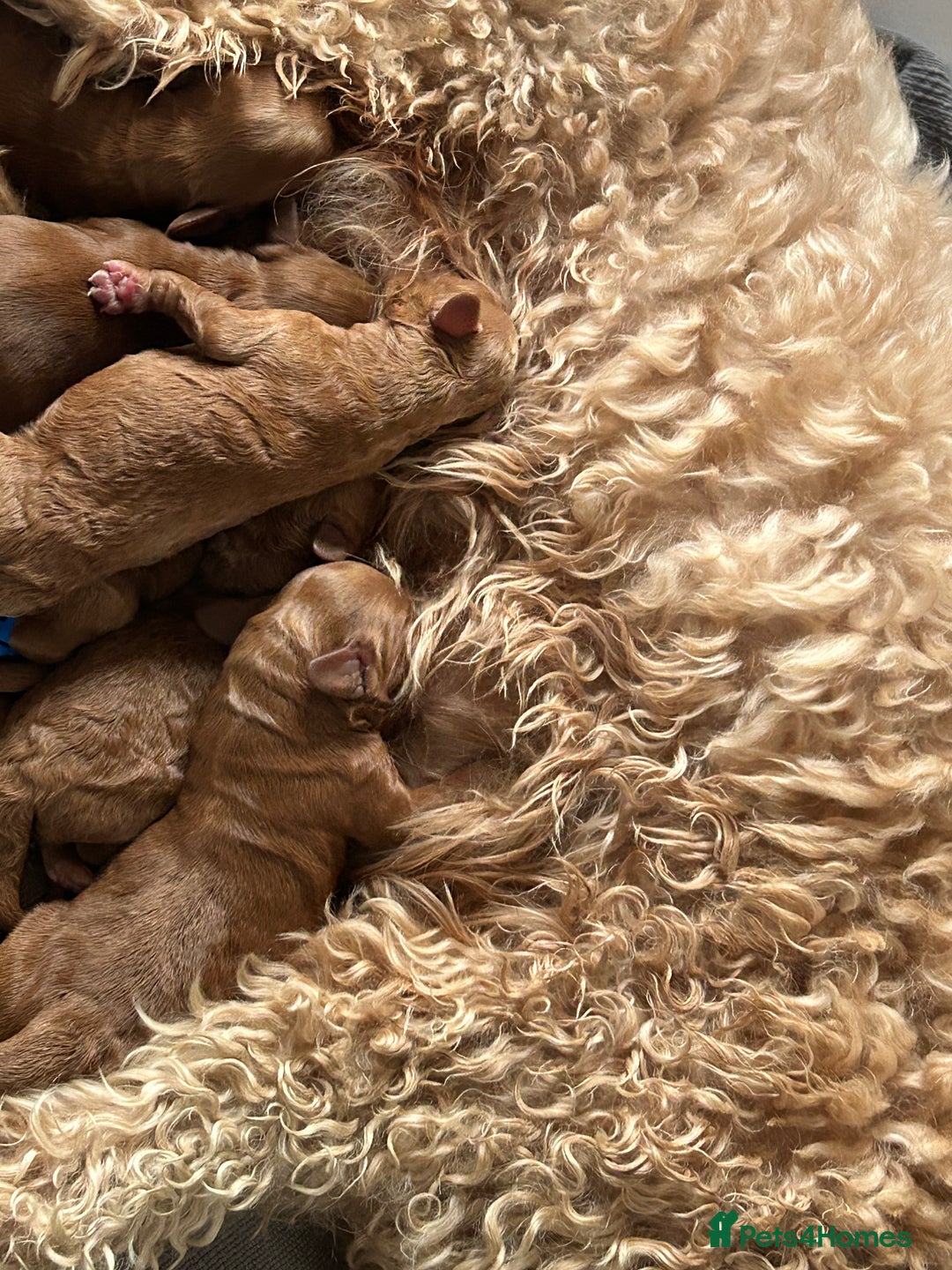 Irish Doodle dogs for sale: Irish Doodle cross miniature poodle f1b pups  - Image 2