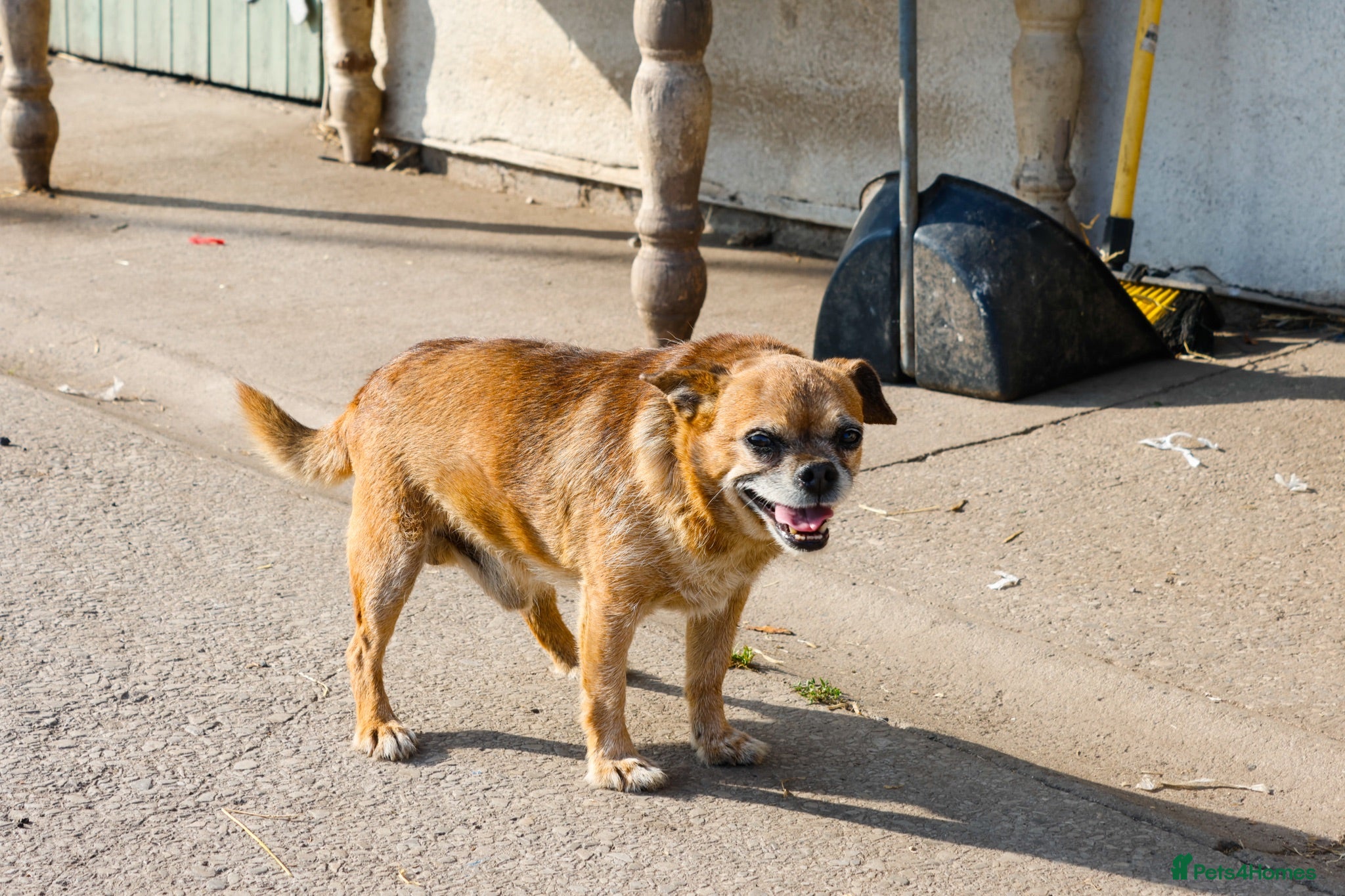 Mixed Breed dogs Bullhuahua Puppies  - Advert 2