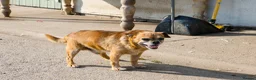 Mixed Breed dogs for sale: Bullhuahua Puppies  - Advert 2