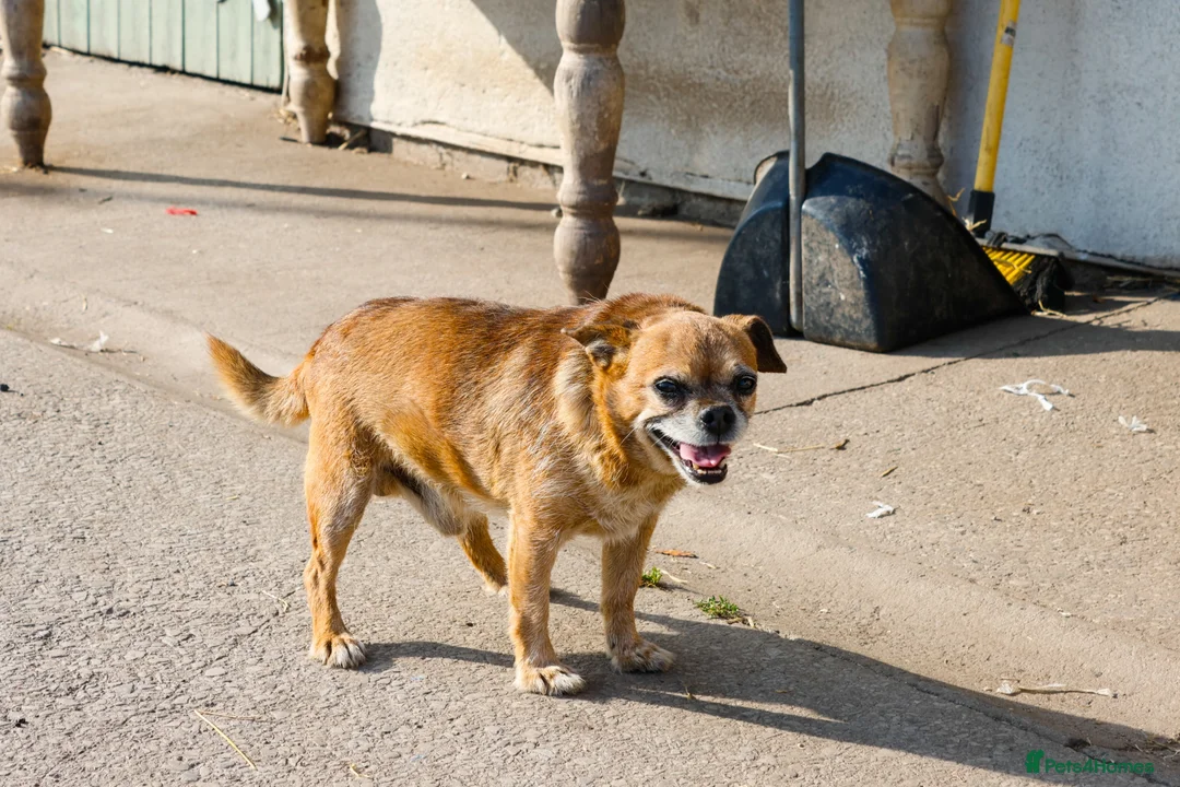 Mixed Breed dogs for sale: Bullhuahua Puppies  - Advert 2