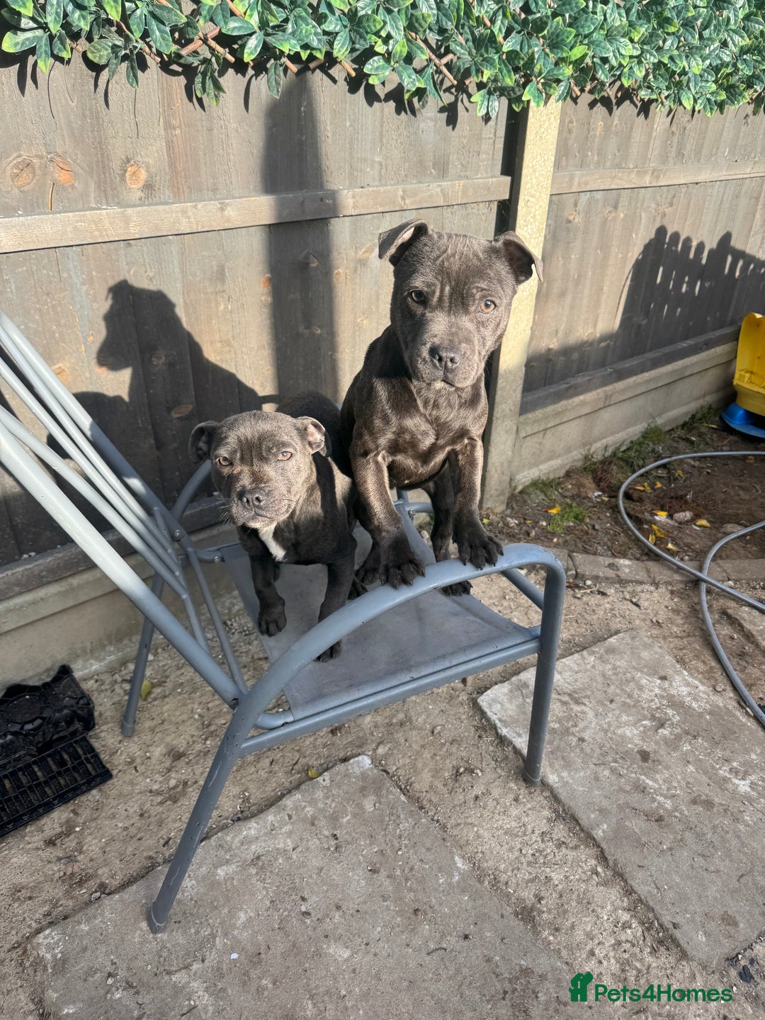 Staffordshire Bull Terrier dogs for sale: 2 female BLUE SBT sisters  - Advert 3
