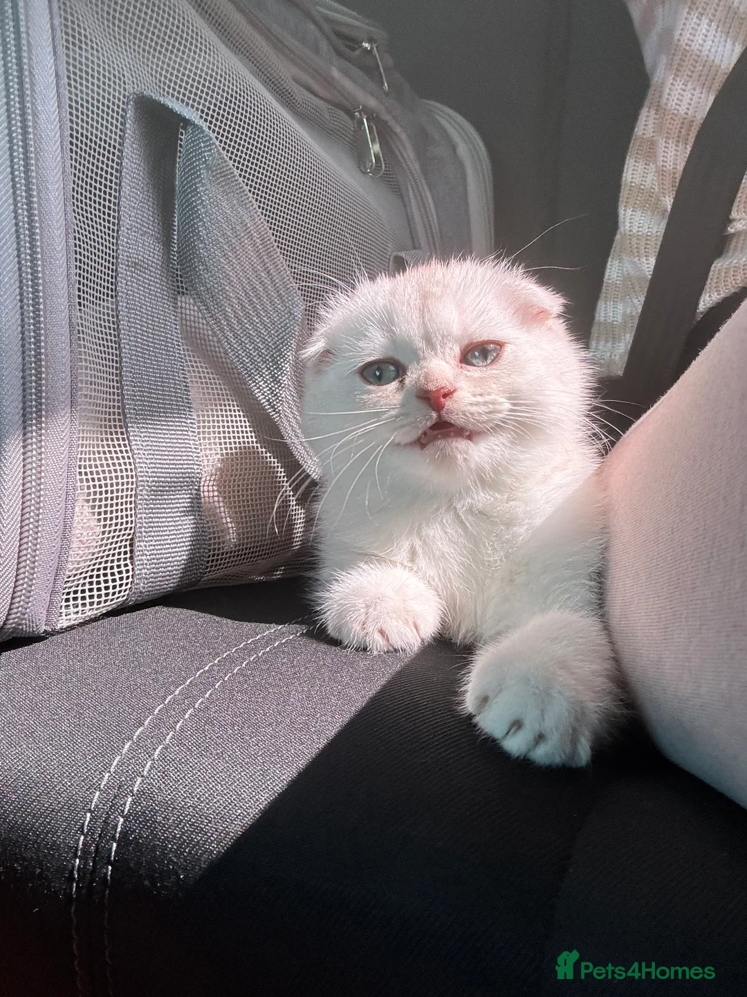 Scottish Fold cats for sale: Scottish Fold Kitten for Sale - Advert 2