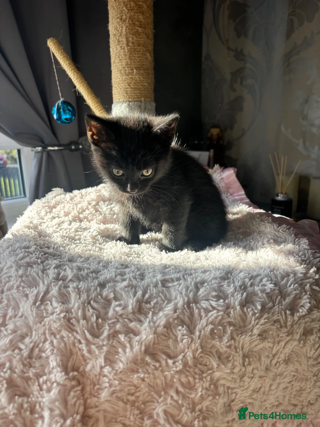 Mixed Breed cats for sale: 5 Black female ragdoll mix breed  - Advert 2