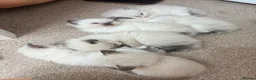 Ragdoll cats for sale: Beautiful Ragdoll kittens! in Fareham - Advert 23
