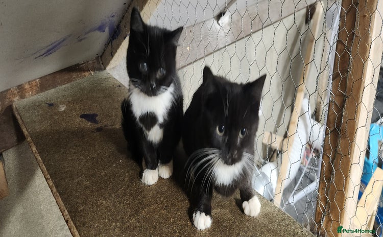 Mixed Breed cats - Advert 14