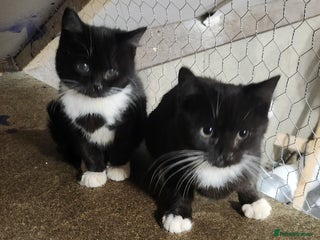 Mixed Breed cats - Advert 19