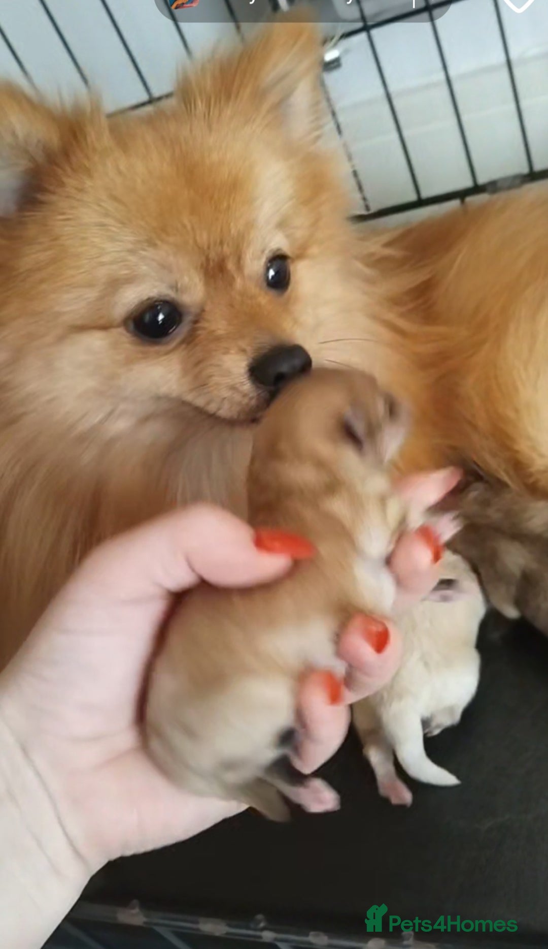 Pomeranian dogs for sale: Beautiful tiny Pomeranian Puppy   - Advert 13