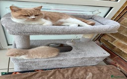 British Shorthair cats for sale: 3 LEFT - TICA BRITISH SHORTHAIRED KITTENS - Image 23