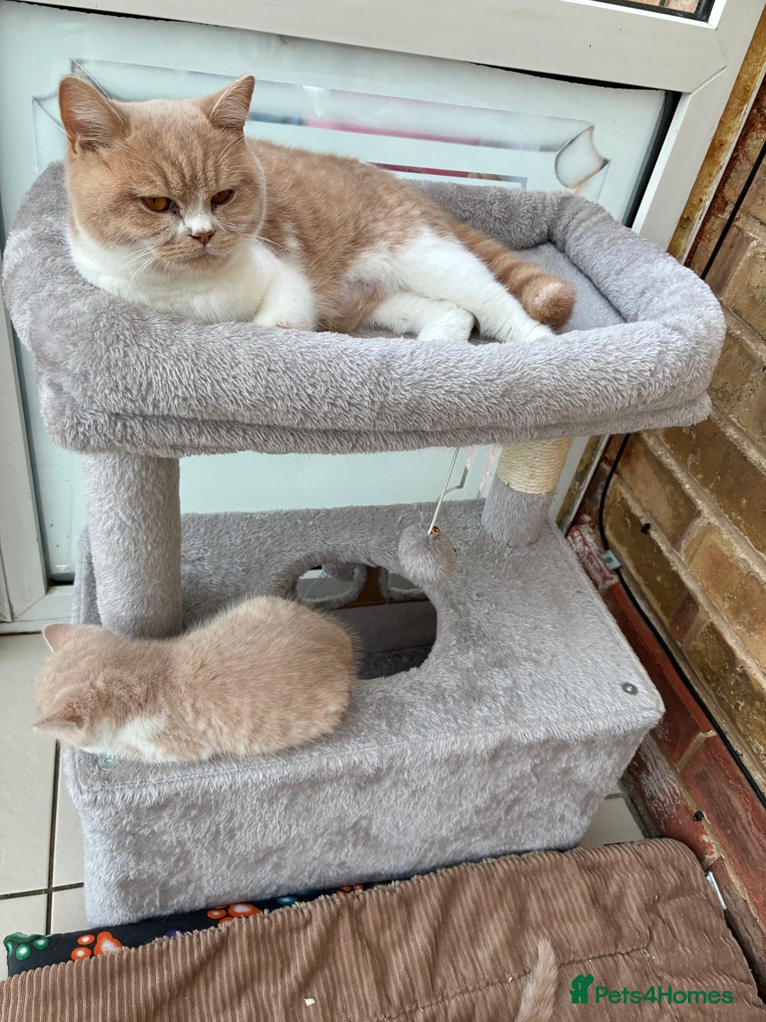 British Shorthair cats for sale: 3 LEFT - TICA BRITISH SHORTHAIRED KITTENS - Image 23