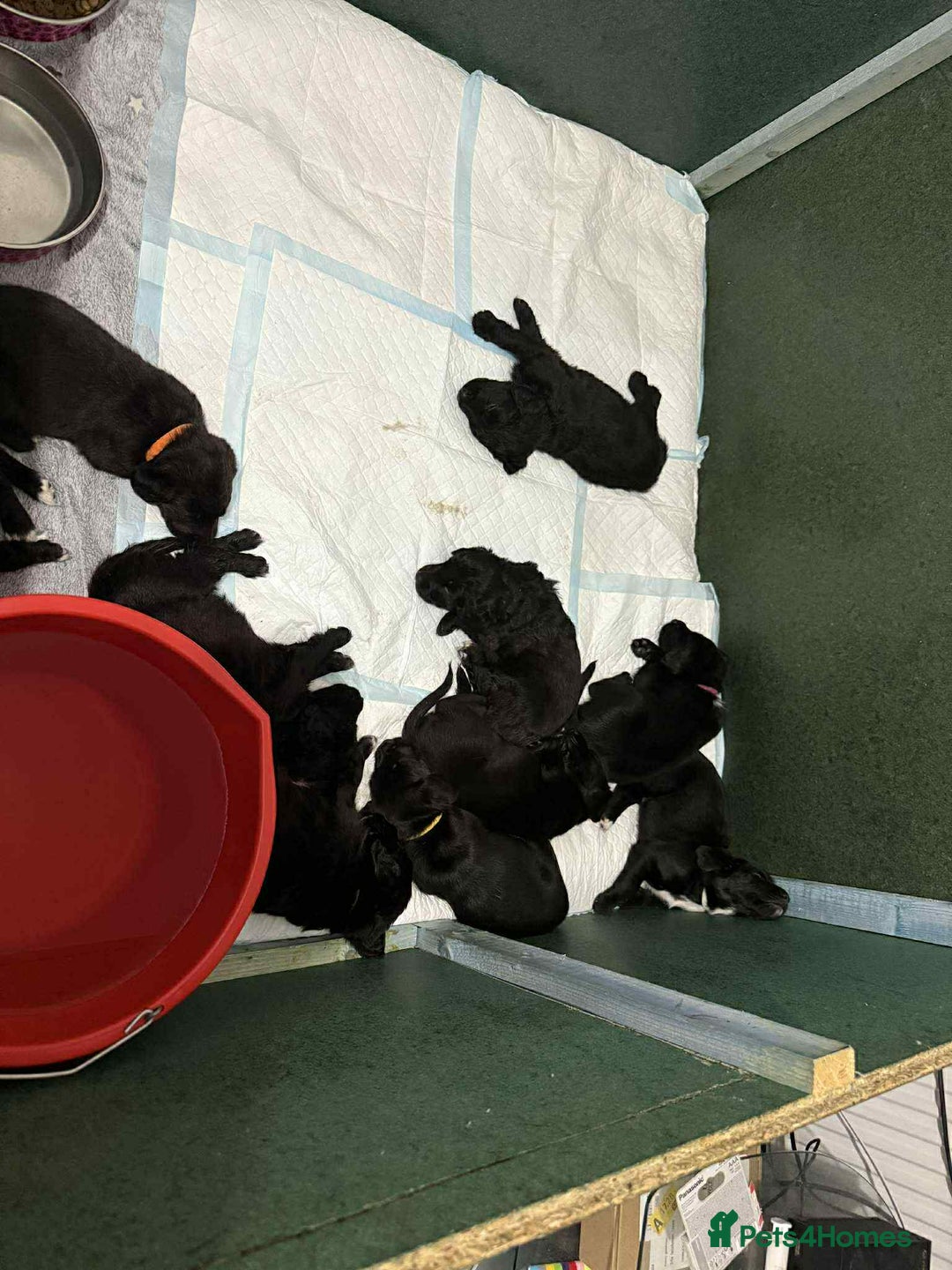 Mixed Breed dogs for sale: Springer Spaniels cross - Image 18