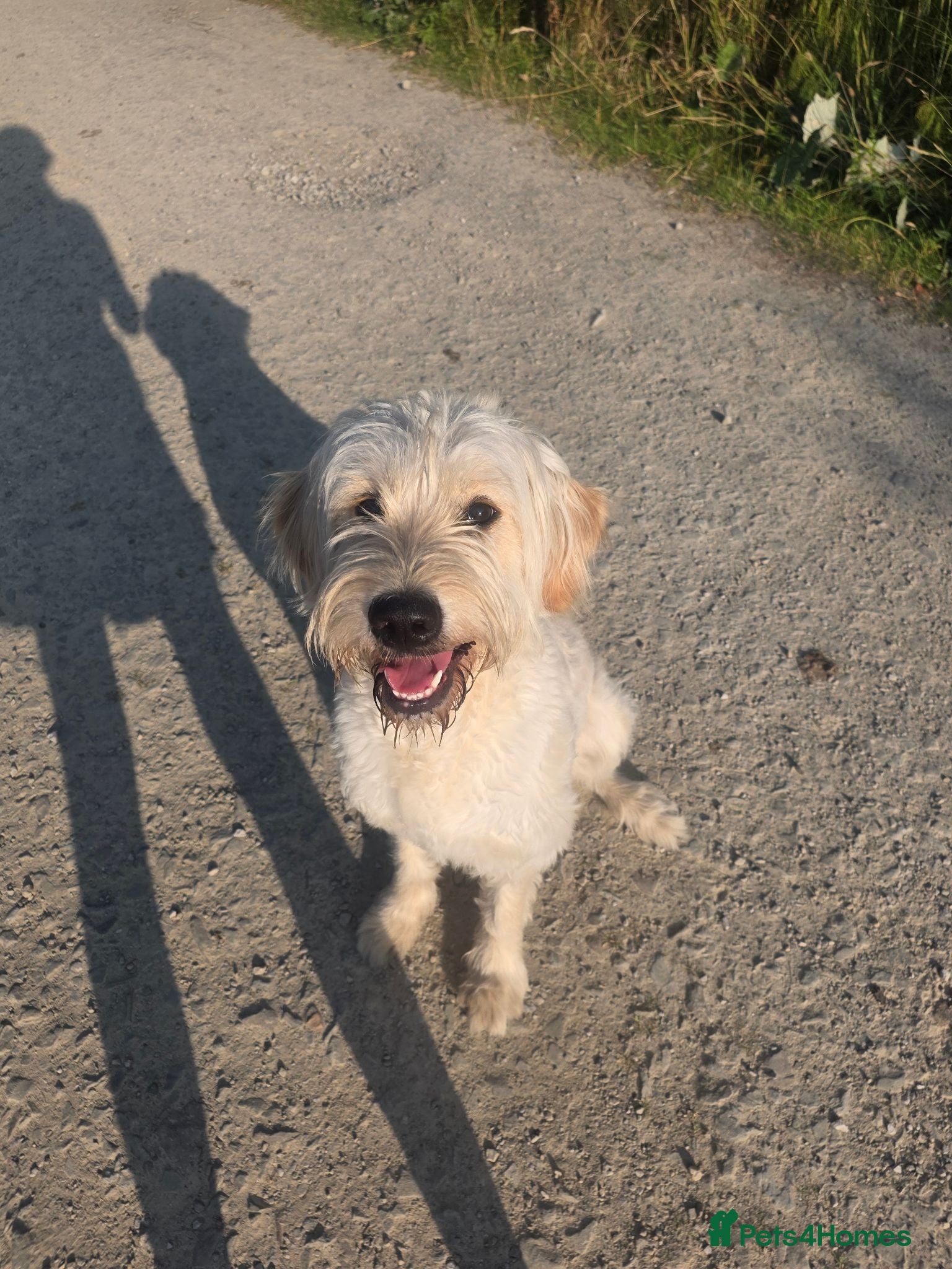 Goldendoodle dogs Beautiful 1 year old goldendoodle for adoption  - Advert 3