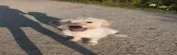 Goldendoodle dogs for sale: Beautiful 1 year old goldendoodle for adoption  - Advert 1