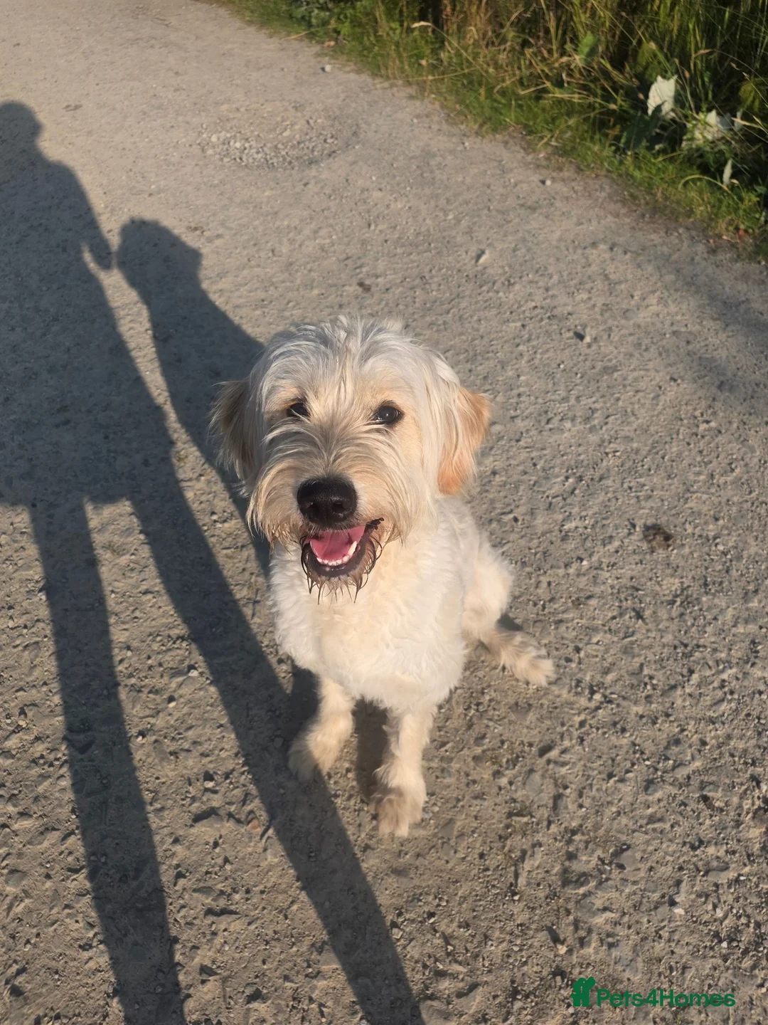 Goldendoodle dogs for sale: Beautiful 1 year old goldendoodle for adoption  - Advert 1