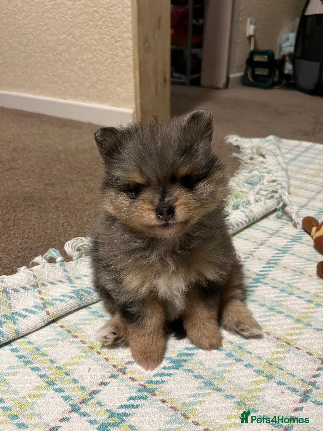 Pomeranian dogs for sale: Tiny cute blue merle Pomeranian boys in Blackpool - Advert 8