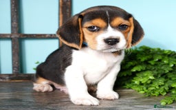 Beagle dogs for sale: Purebred Beagle Puppies - Ready Now! - Image 12