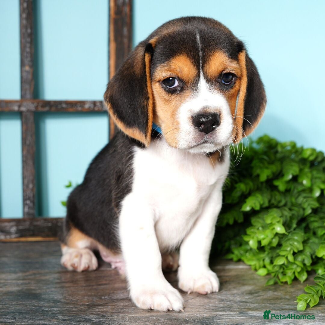 Beagle dogs for sale: Purebred Beagle Puppies - Ready Now! - Image 12
