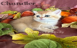 British Shorthair cats for sale: LAST ONE - Show Quality Kittens - Image 9