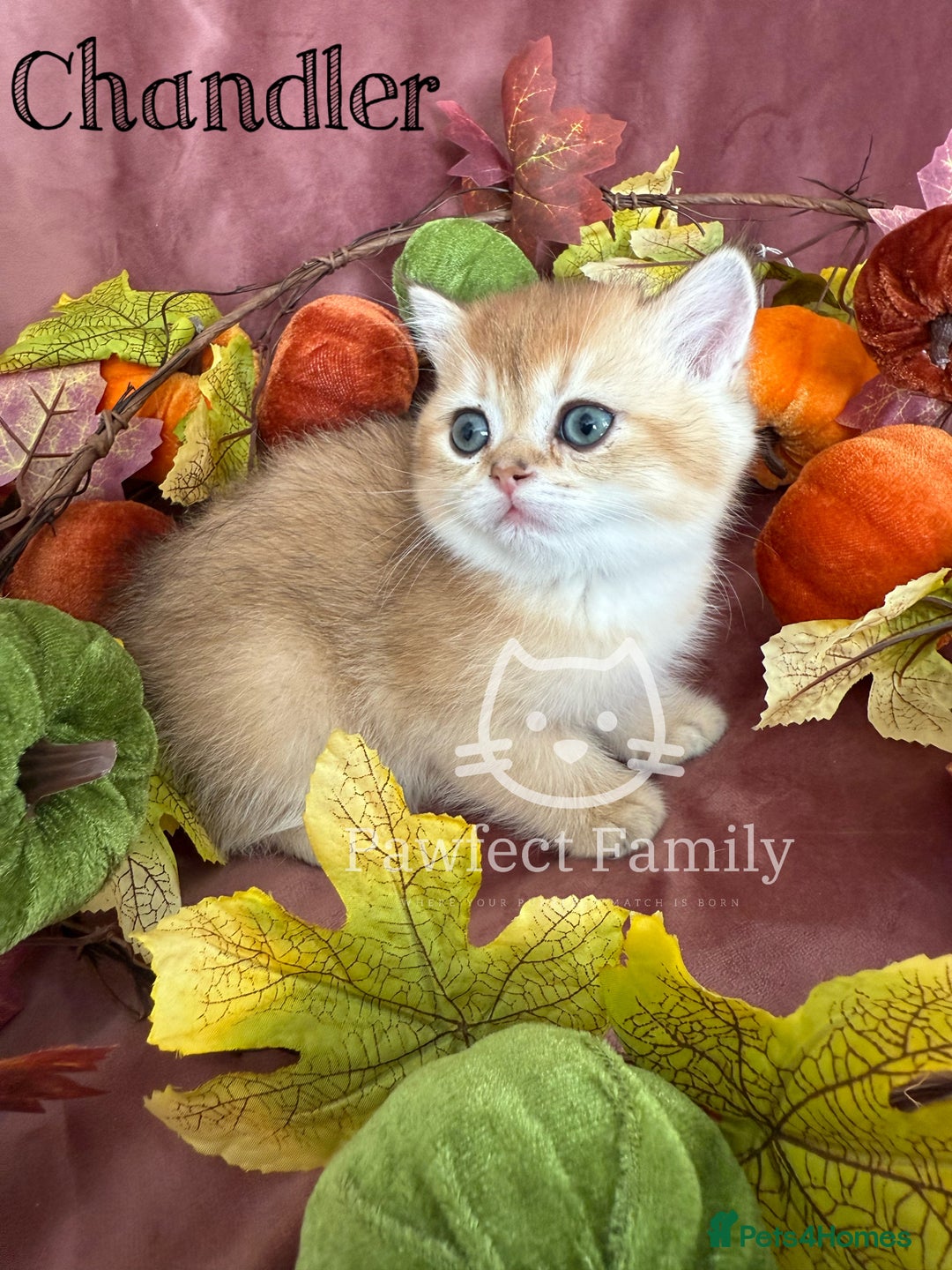 British Shorthair cats for sale: LAST ONE - Show Quality Kittens - Image 9