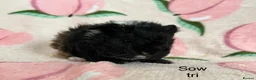 Guinea Pig rodents for sale: Lunkarya - Advert 4