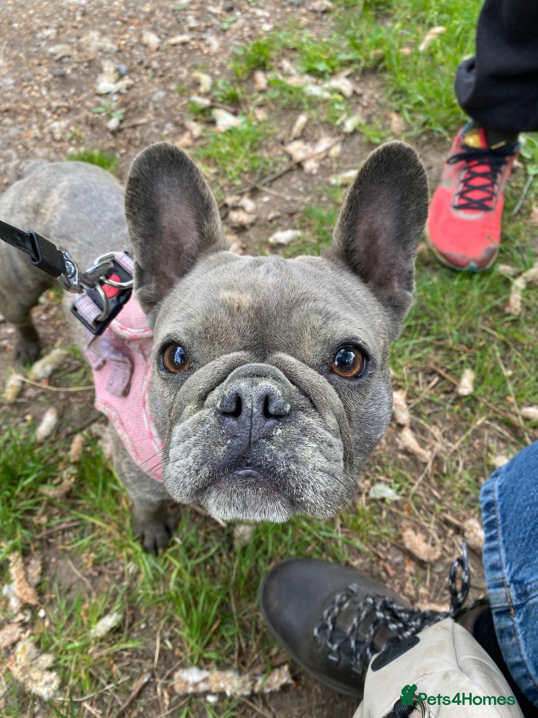 French Bulldog dogs for sale: Rare KC French bulldogs - champion lines  - Image 16