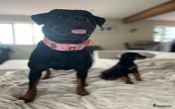 Rottweiler dogs for sale: LAST PUP  - Image 9