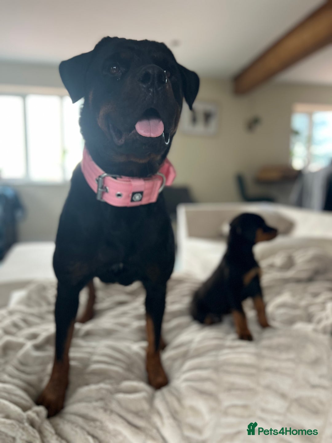 Rottweiler dogs for sale: LAST PUP  - Image 9