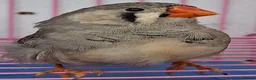 Finches birds for sale: MUTATION ZEBRA FINCHES ORANGE BREAST BLACK FACE - Advert 8