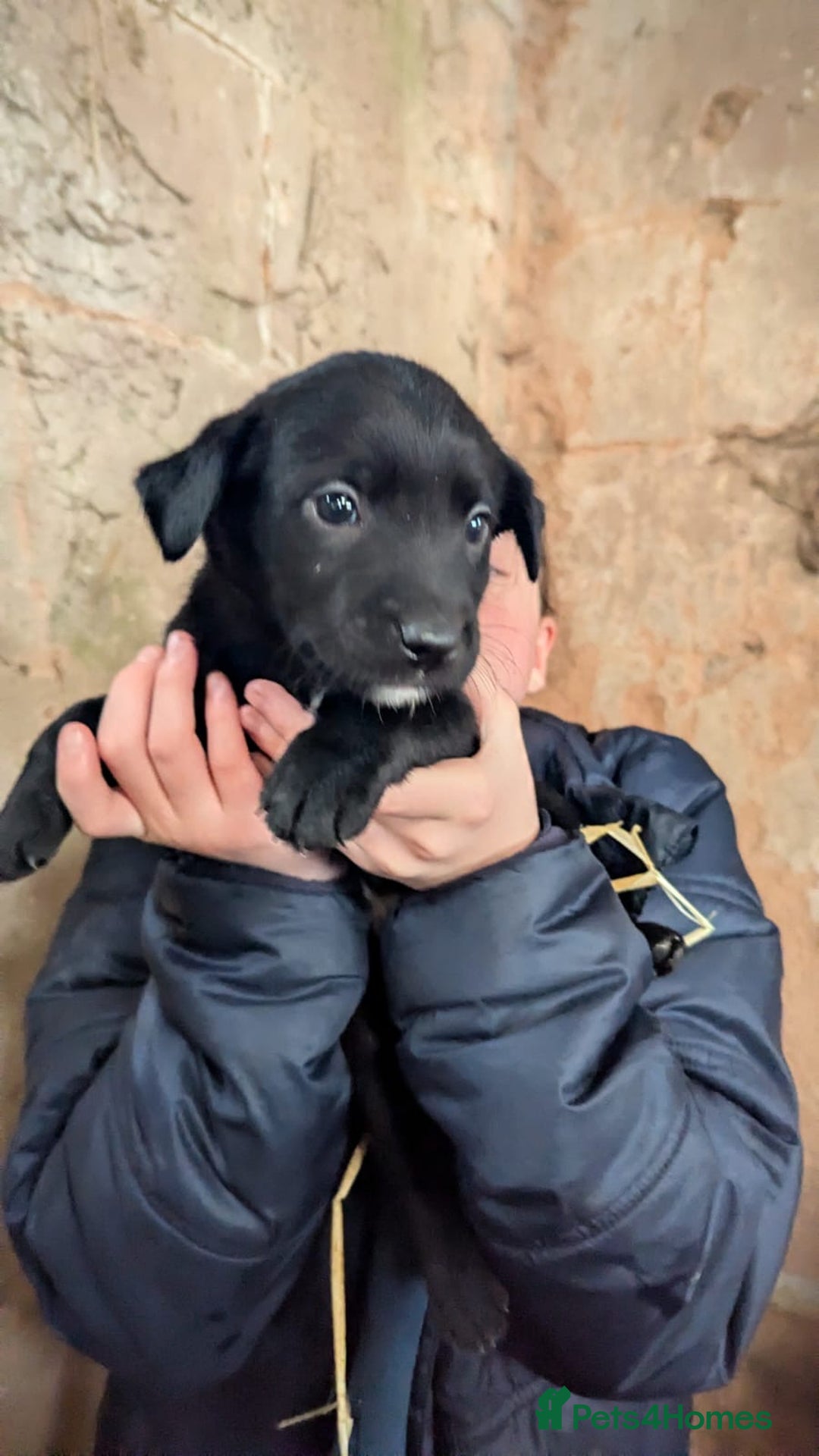 Borador dogs for sale: Borador puppies  - Advert 3