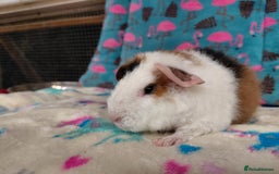 Guinea Pig rodents for sale: Pair of baby merino/teddy boars/brothers RTR - Image 9