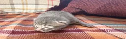 Mixed Breed cats for sale: Beautiful British Shorthaired Cross Kittens - Advert 12