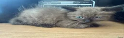 Ragdoll cats for sale: Rag doll cross Bengal kittens  - Advert 1