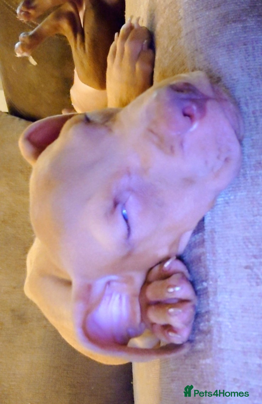 American Bull Staffy dogs for sale: Last 2 baby boys needing their forever home - Image 8