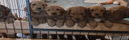 Cockapoo dogs for sale: Stunning f1 fox red cockapoos  - Advert 4