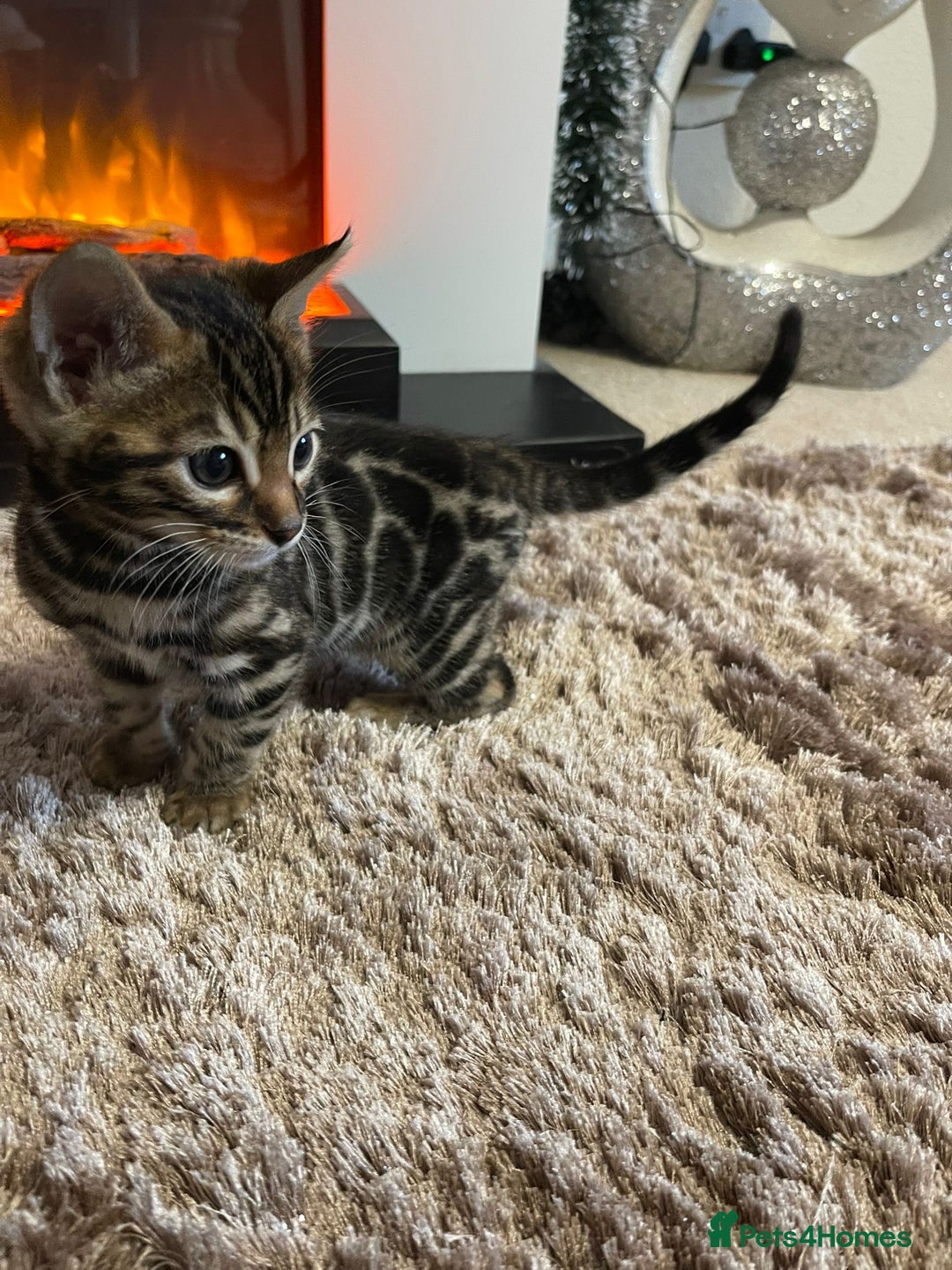 Bengal cats for sale: 5 Outstanding bengal kittens ready for a family  - Advert 25