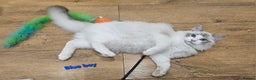 Ragdoll cats for sale: Pedegree Active Gccf 2 boys left  - Advert 15