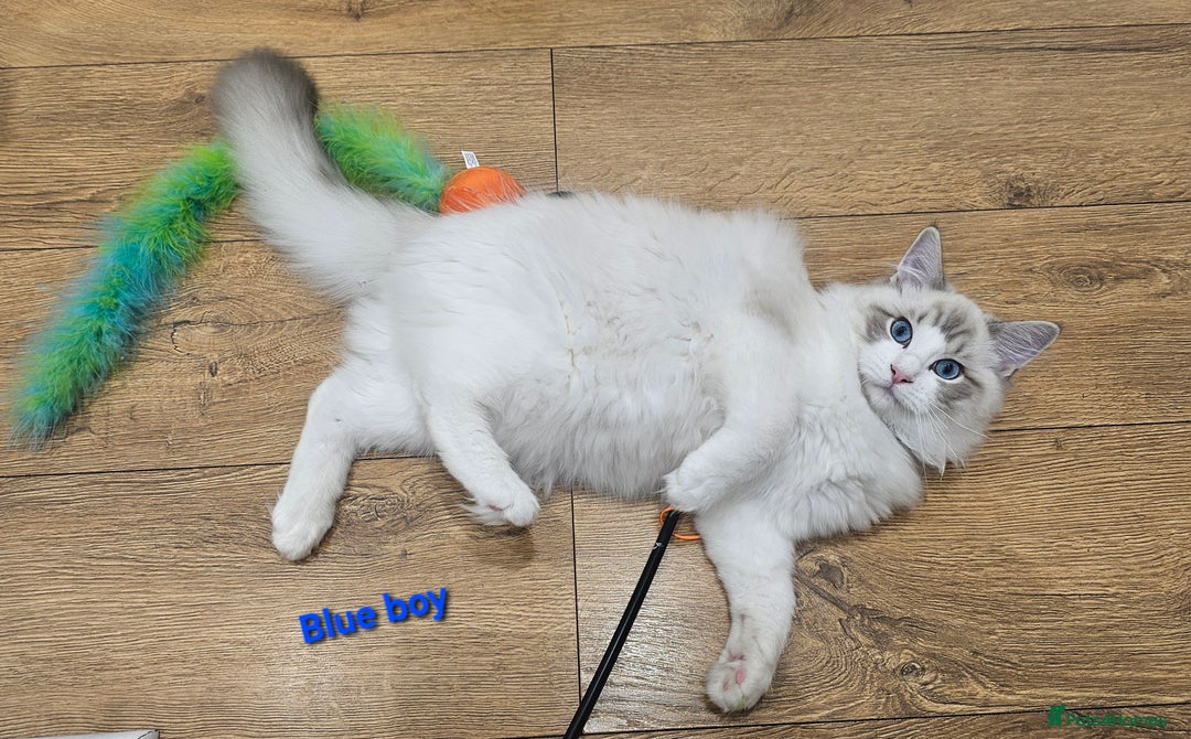 Ragdoll cats for sale: Pedegree Active Gccf 2 boys left  - Advert 15