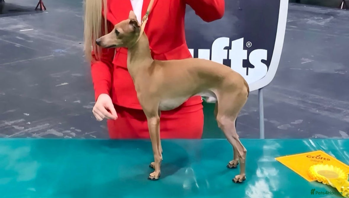 Italian Greyhound dogs MR MILO AT STUD ( HEALTH TESTED ) in Batley - Advert 5